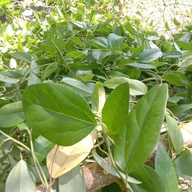 

daun cincau rambat jelly 50gram