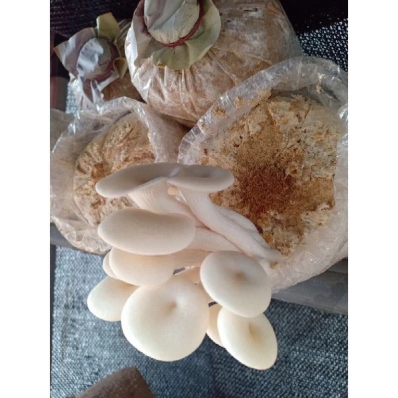

Bibit / Baglog Jamur Tiram Putih 100% Siap panen