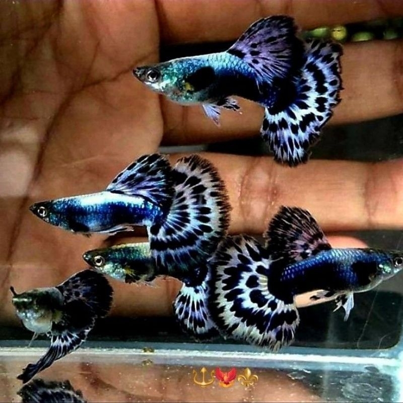 Hiasan Aquarium Guppy Blue Ivory Indukan Ikan Sepasang