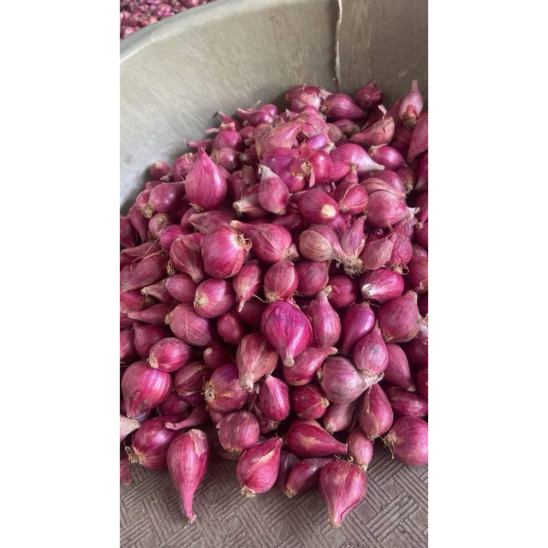 

PLONTOS - Bawang Merah Super 1kg / Bawang Merah Besar | SRIWIJAYA STORE