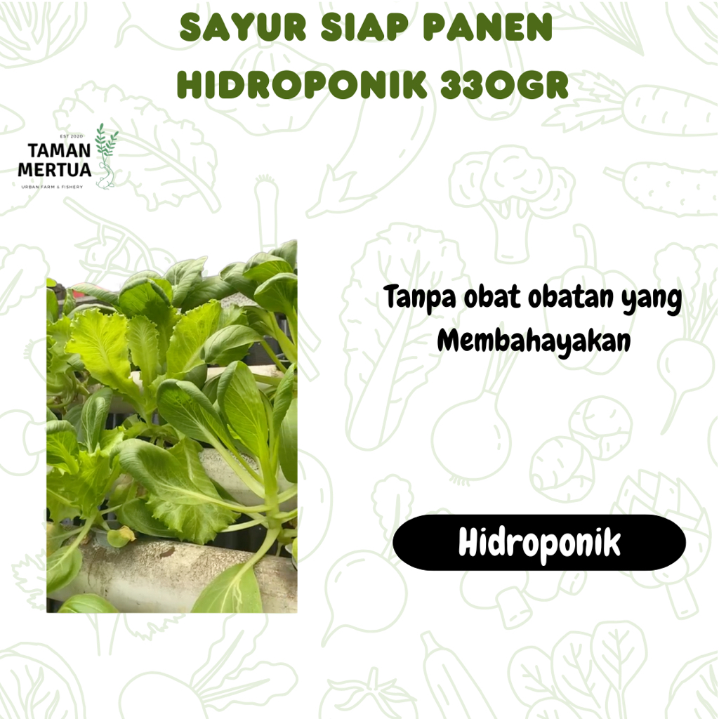 

(KIRIM INSTANT & SAMEDAY) SAYUR HIDROPONIK SIAP PANEN 330GR