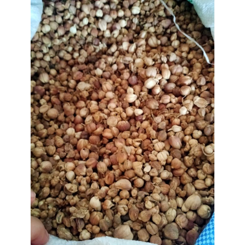 

Kapulaga Murah 1kg tidak kopong bagus