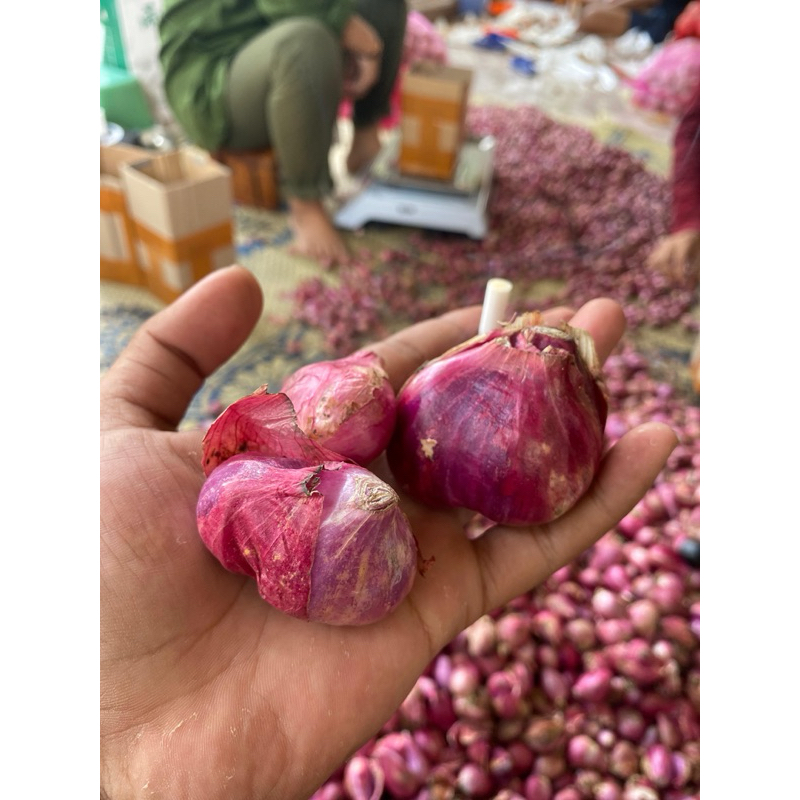 

bawang merah kering 1 kg bumbu dapur