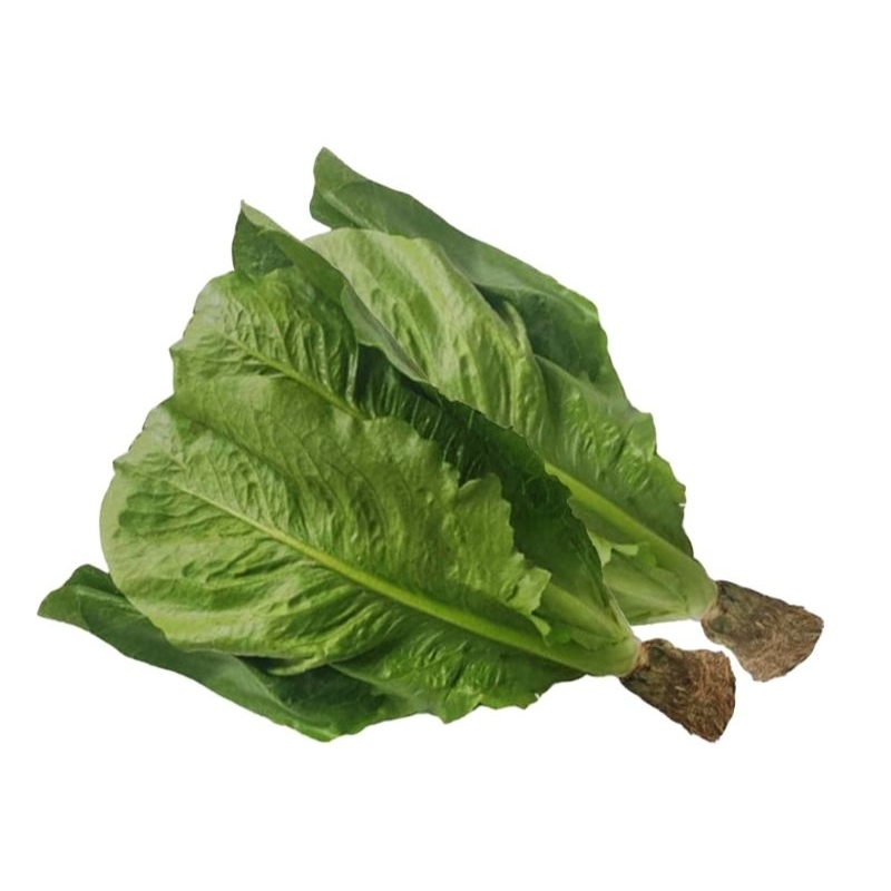 

Selada Romaine Hidroponik 1kg