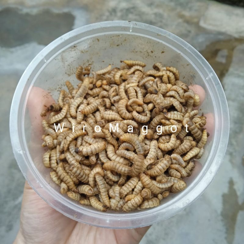 Maggot Hidup Pakan Burung Ayam Ikan / Maggot