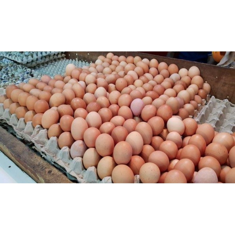 

(serba.co) telur ayam negri 15 kg termurah