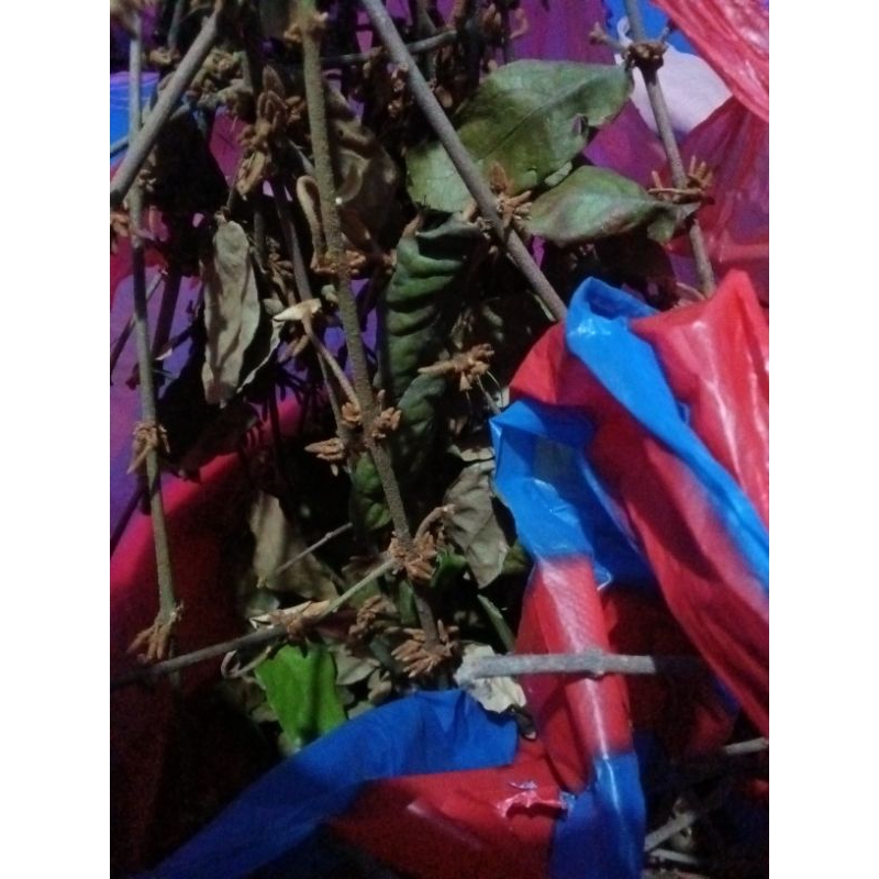 Benalu kopi kering asli dari ladang sendiri 150gram. Obat kanker, tumor, tiroid