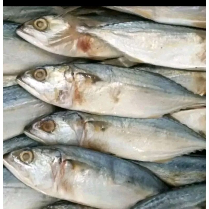 

ikan asin peda, ikan laut kering