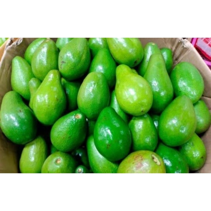 

alpukat mentega 10kg premium