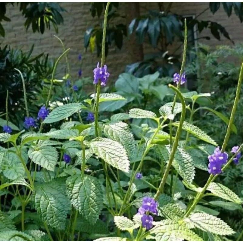 

Daun pecut kuda baru di petik obat herbal alami neto 500 gram