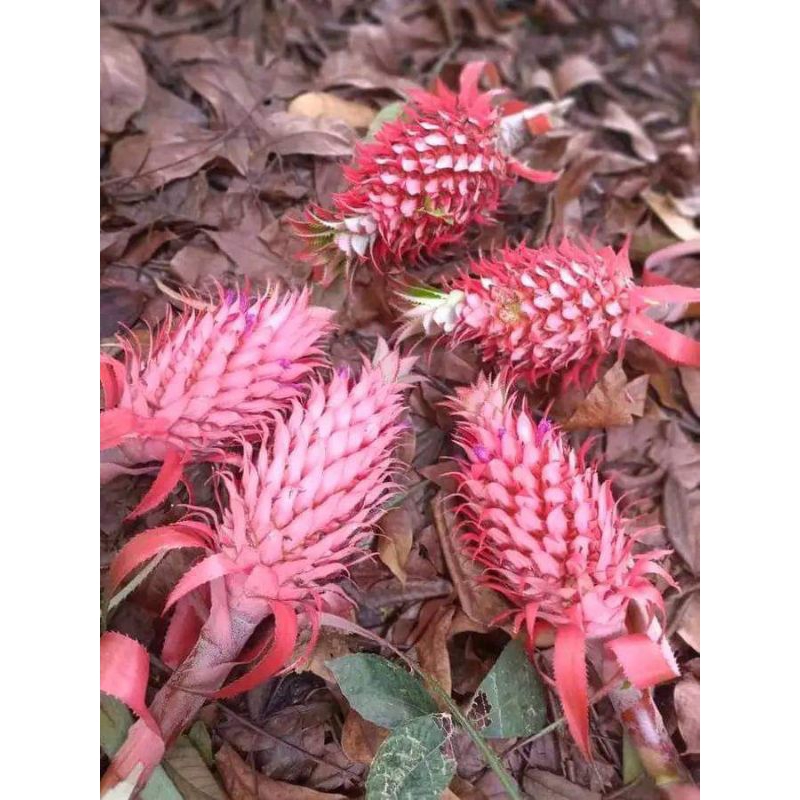 

Nenas obat atau nenas putih ukuran besar