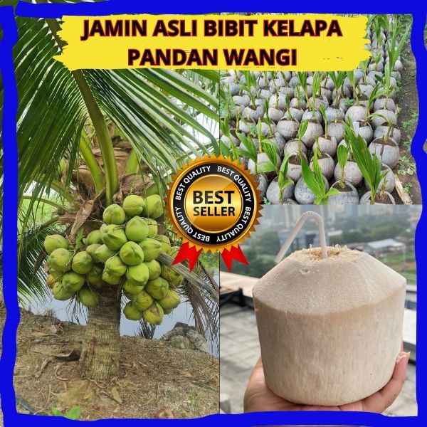 Benih Pohon Kelapa Pandan Wangi F1, Bibit Pohon Kelapa Pandan Wangi ASLI