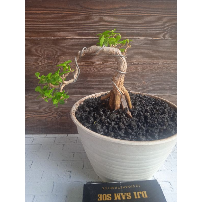 Bahan bonsai sancang siap pajang bonsai sancang mame shito