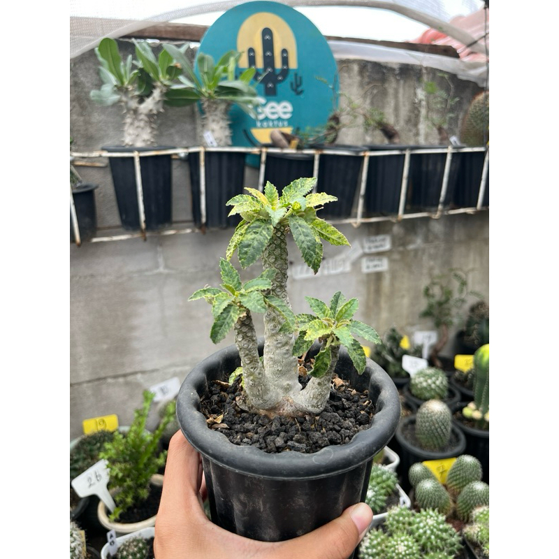 dorstenia Kaktus /Sukulen / Tanaman kaktus / pot kaktus / kaktus ownroot / kaktus potelan / hampers 
