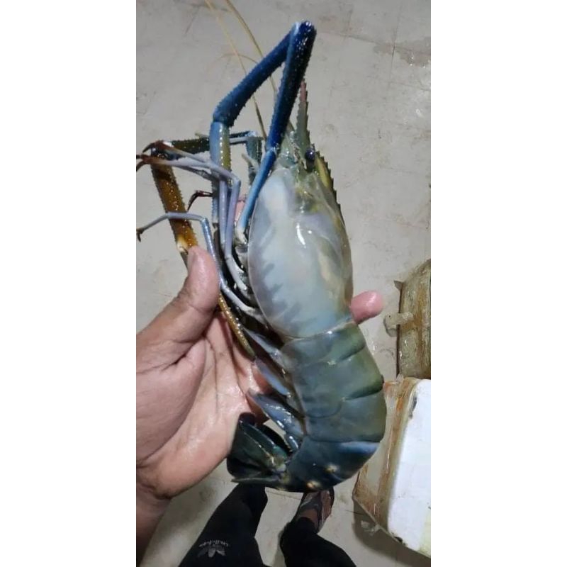 

udang gala besar udang gala segar 1kg premium