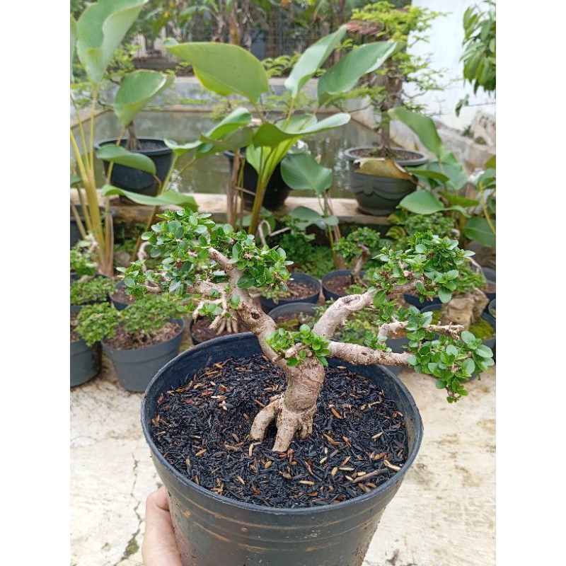 Bonsai Sancang // bahan bonsai Sancang// hobi bonsai