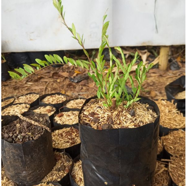 Tanaman hias cendrawasih/pohon cendrawasih