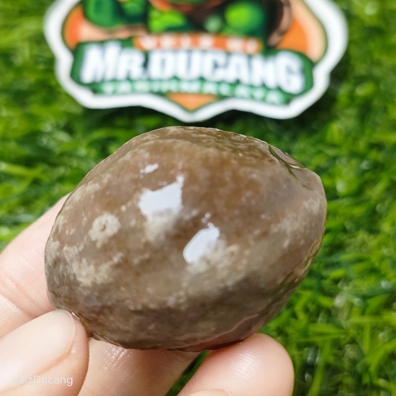 MUNCANG ADU JALIM JAWA