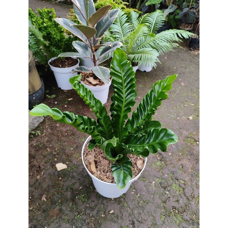 kadaka lasagna cobra