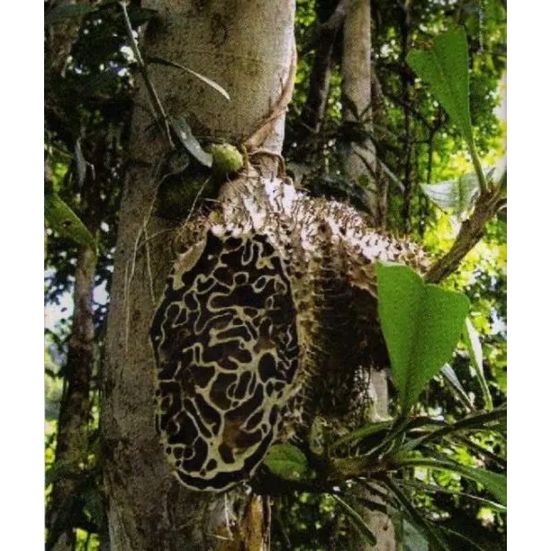 

SARANG SEMUT PAPUA SEGAR FRESH