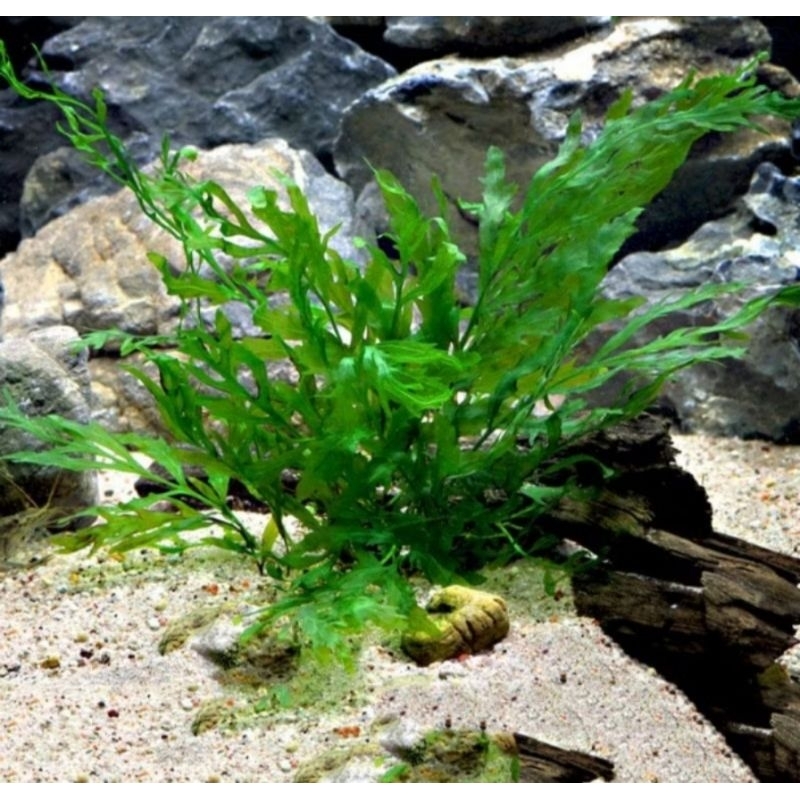 bolbitis heudelotii tanaman aquascape