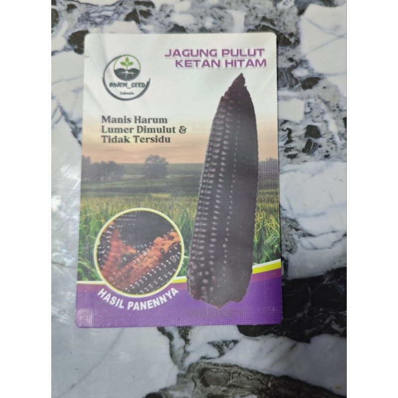 benih jagung pulut ketan hitam