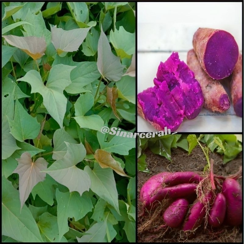 Bibit stek ubi ungu, jalar ungu kulit ungu daging ungu, bibit ubi jalar ungu super,ubi jalar ungu sa