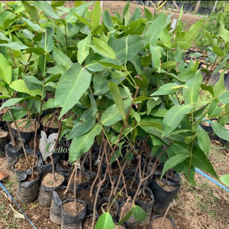 bibit jambu madu deli hijau