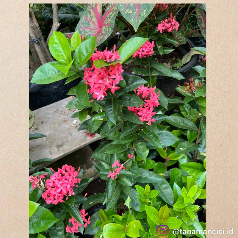 Tanaman bunga asoka besar bunga madu  ada warna pink, merah, oren, kuning on polibag