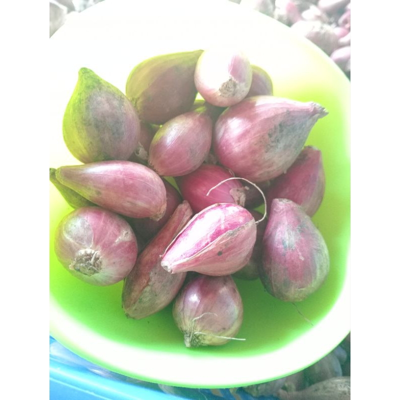 

bawang merah