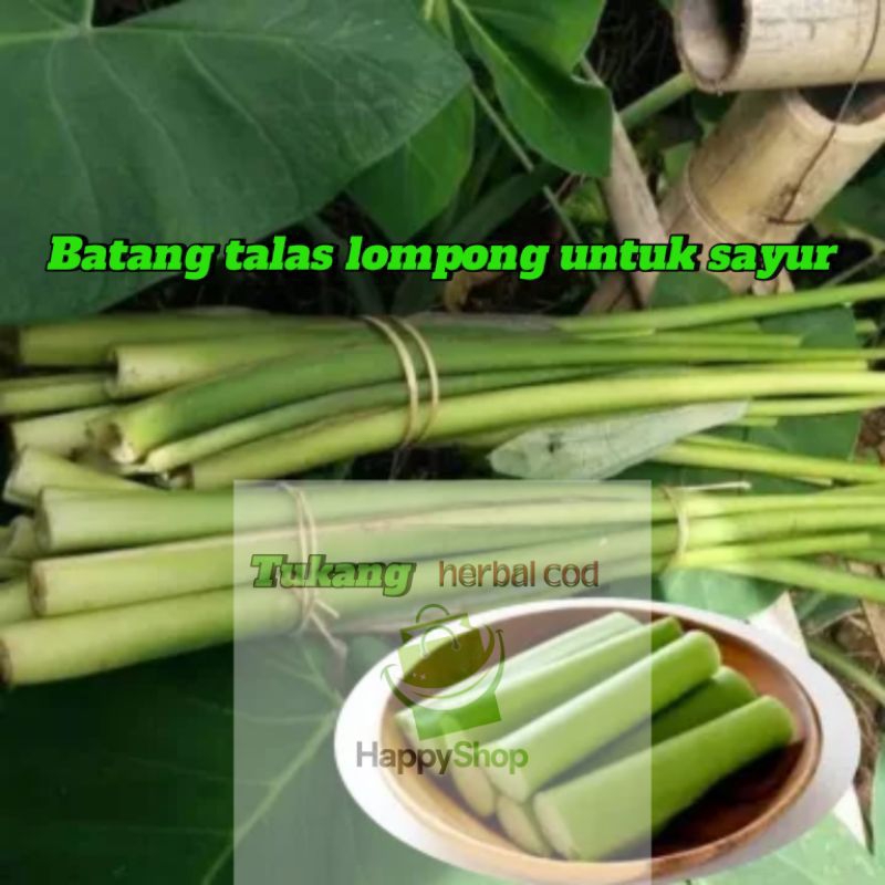 

Batang talas lompong 500 gram untuk di sayur