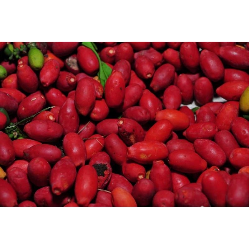 

Buah melinjo matang fresh/ segar ( 1 kg )