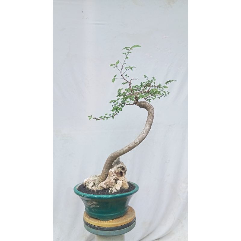 kiserut/bonsai pohon serut