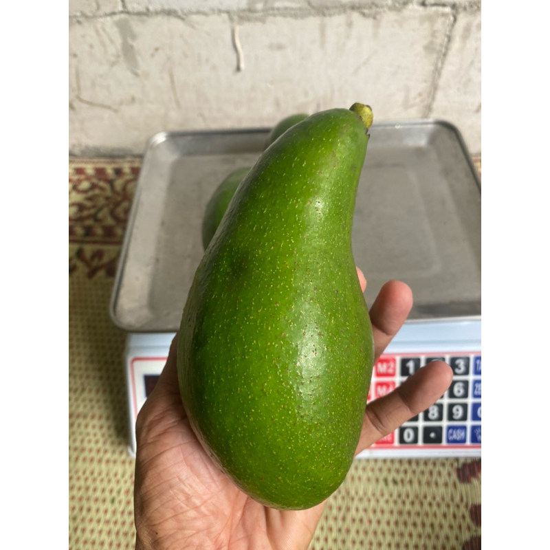 

ALPUKAT MENTEGA SUPER 1 kg/Alpukat mentah Tua(GRADE B ISI 3-4buah)