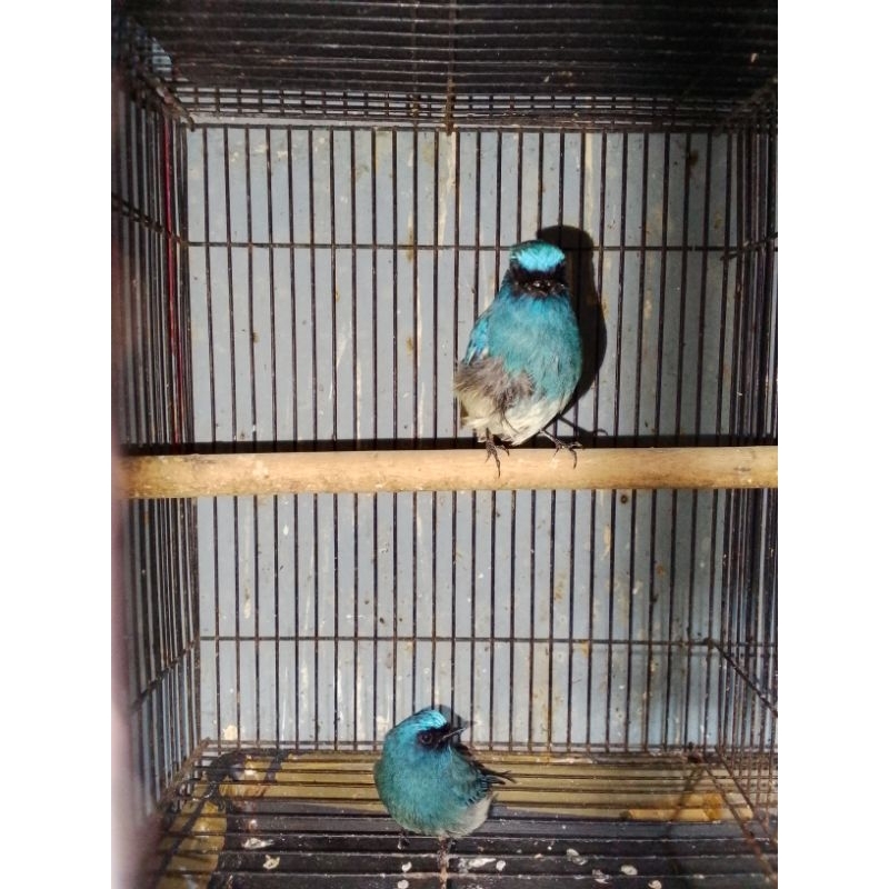 SELENDANG BIRU/TLEDEKAN LAUT