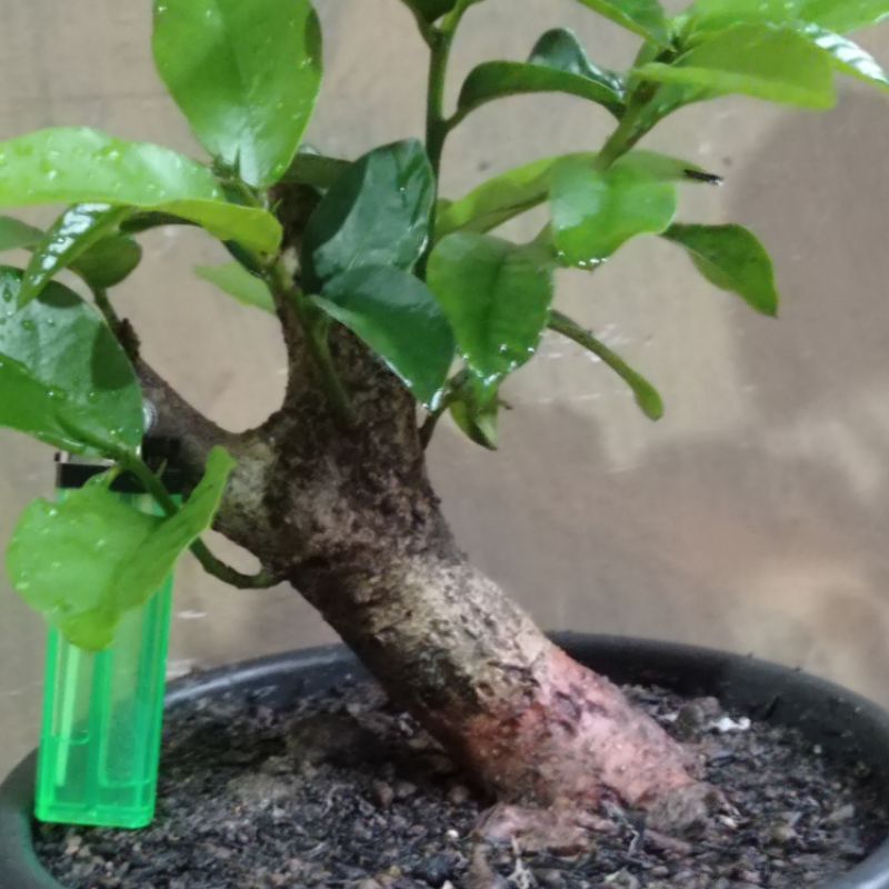 bahan bonsai wuni( buah nya enak di makan)realpic