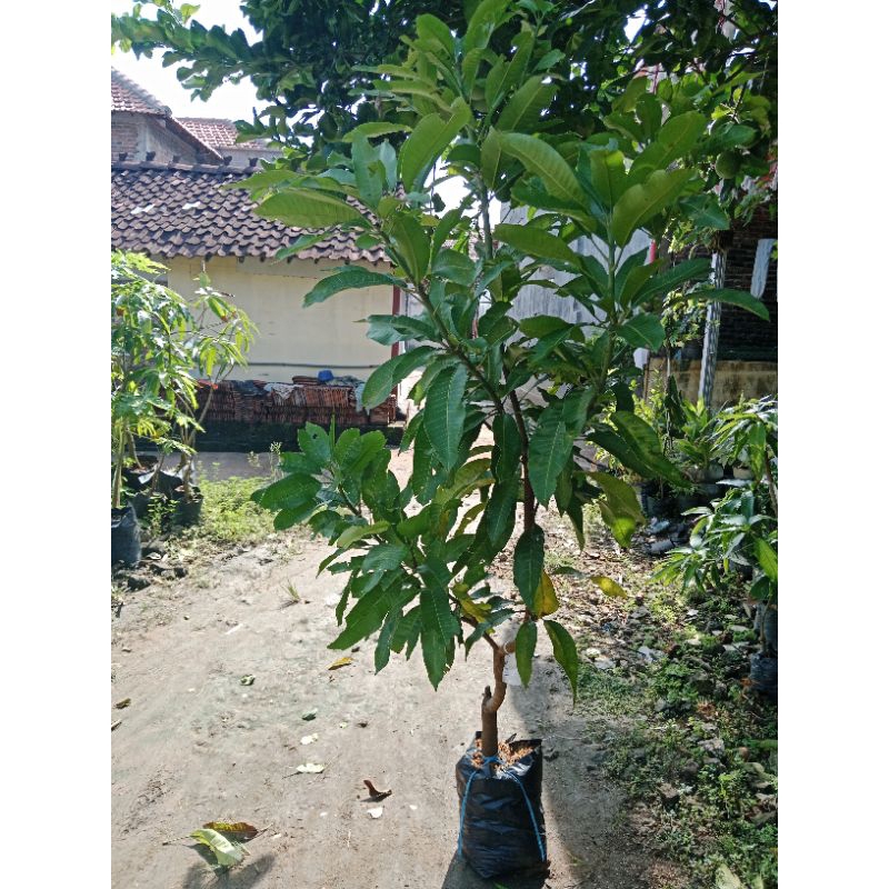 bibit mangga manalagi probolinggo+packing kayu