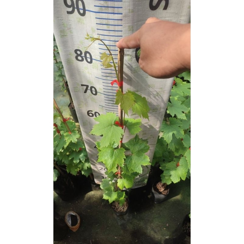 Bibit Anggur Impor MS01