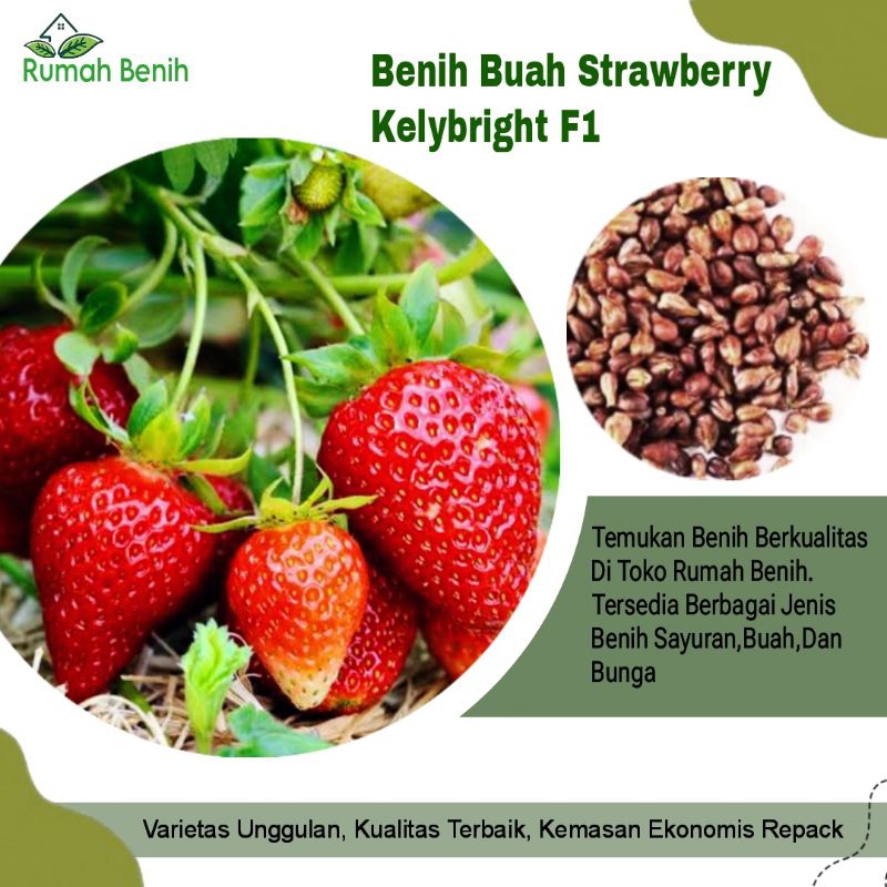 Benih Buah Strawberry Kelybright F1 / Bibit Benih Strawberry Merah Merona / Biji Benih Strawberry Ke