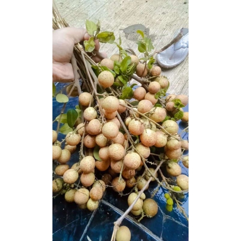

Buah Klengkeng...Rasanya Manis legit Berat 1kg