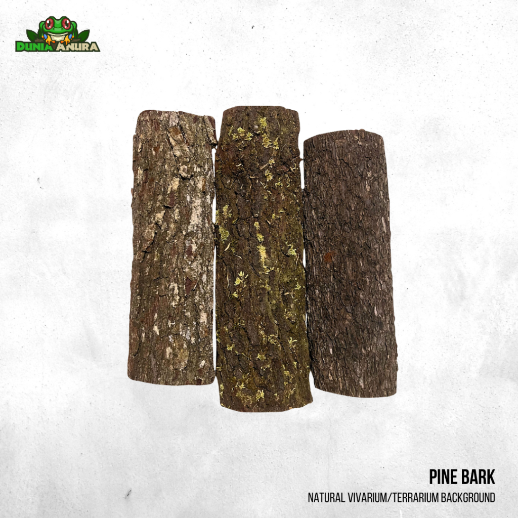 Kulit kayu Pinus Vivarium Background