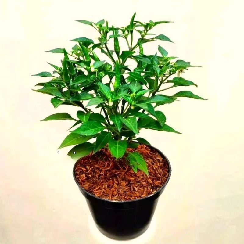 (bisa cod) pohon cabe rawit super sudah berbuah - cabai rawit