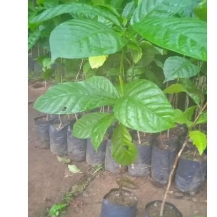 bibit kopi arabika sambung pucuk