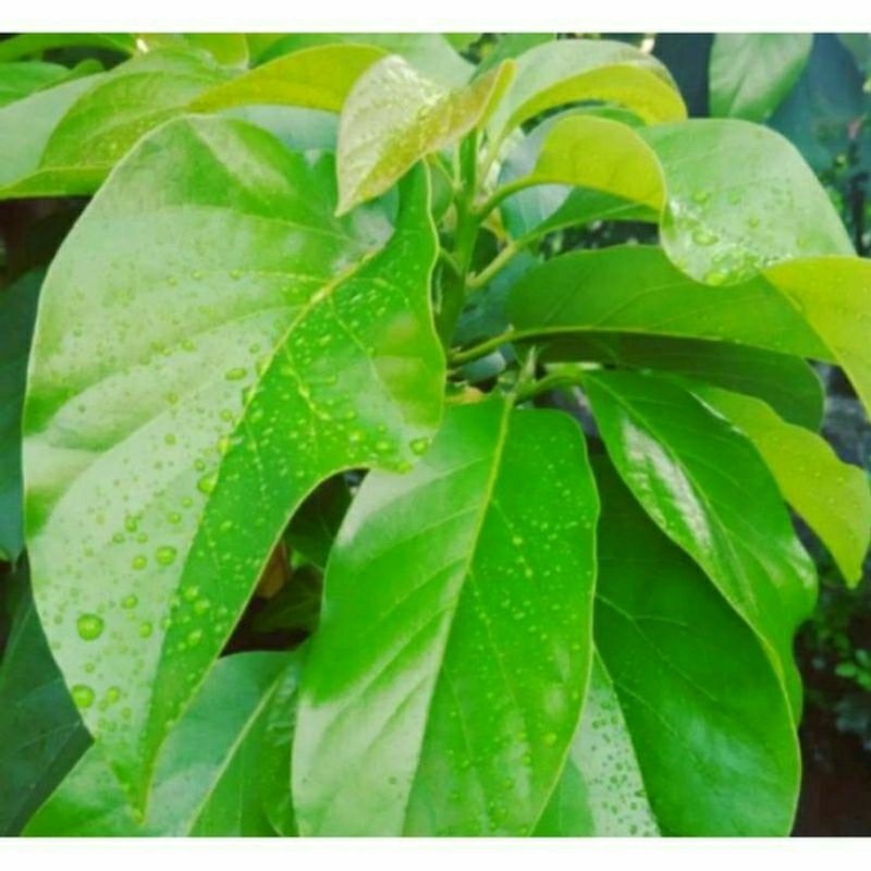 

daun alpukat/alpuket 100 gr