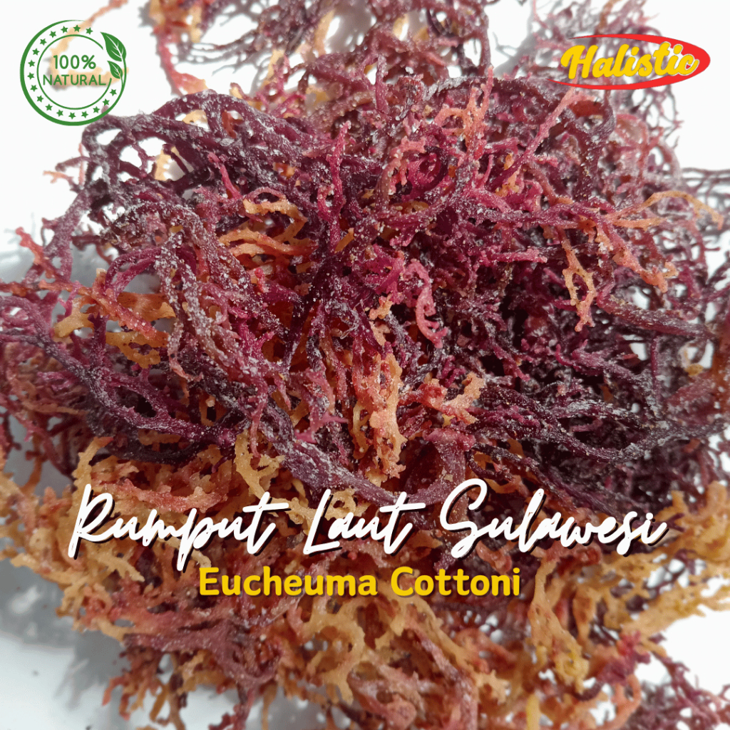 

Rumput Laut Kering (Eucheuma Cottonii) Red Asli dari Sulawesi Selatan Kualitas Premium