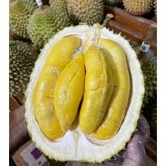 LIVE - Bibit Durian Musangking / Bawor Tinggi 1,5M Siap Berbunga