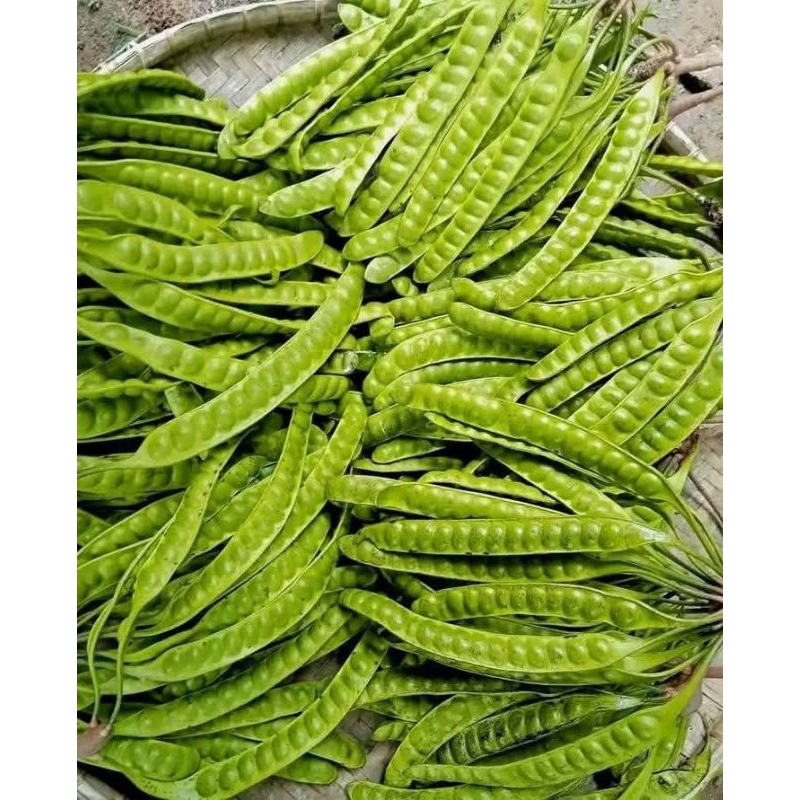 

OBRAL PETE PETAI ASLI PEGUNUNGAN 11 PAPAN/LONJOR