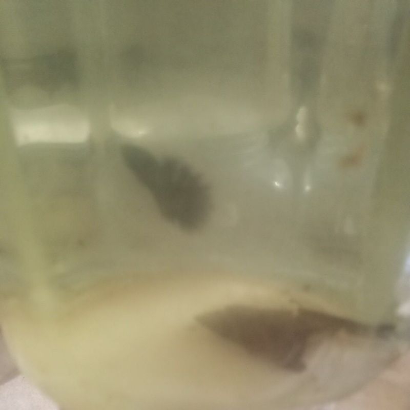 Soliter cantik halfmoon Avatar copper