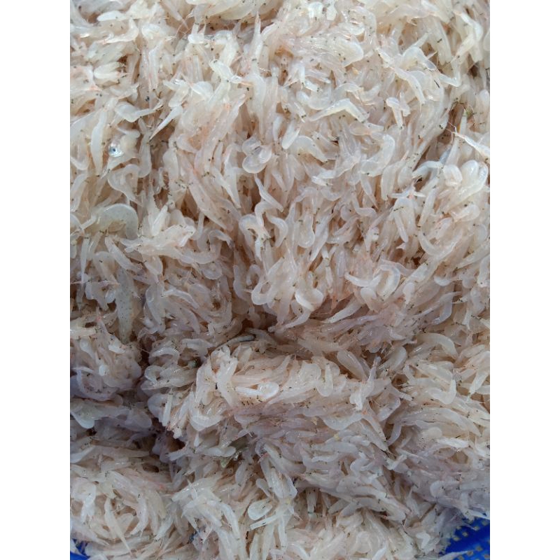 

Terasi khas Toboali