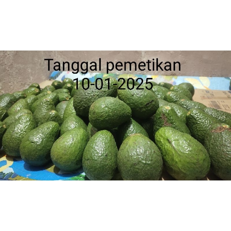 

Alpukat mentega lokal 1kg isi 6-8 buah dijamin fresh segar pulen